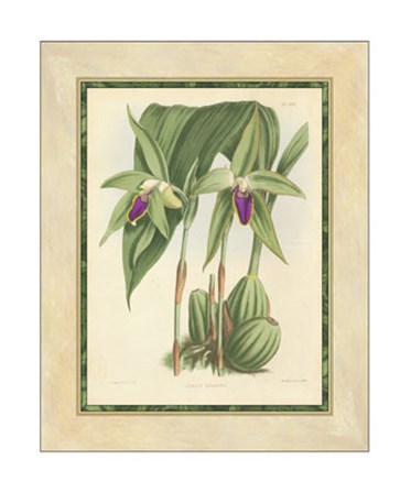 Orchid VI by Walter H. Fitch art print