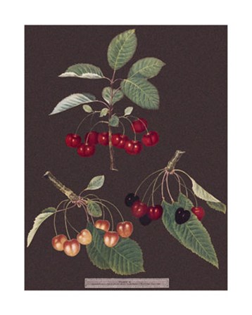 Cherries by George Brookshaw art print