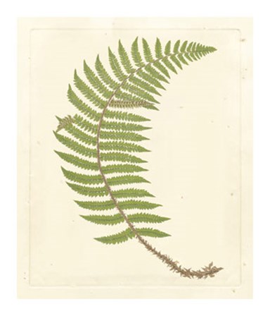 Broad Buckler Fern by Francis George Heath art print