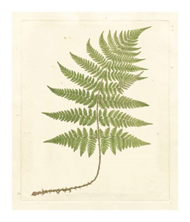 Soft Prickley Shield Fern by Francis George Heath art print