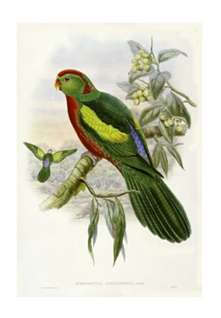 Parrots II by John Gould art print