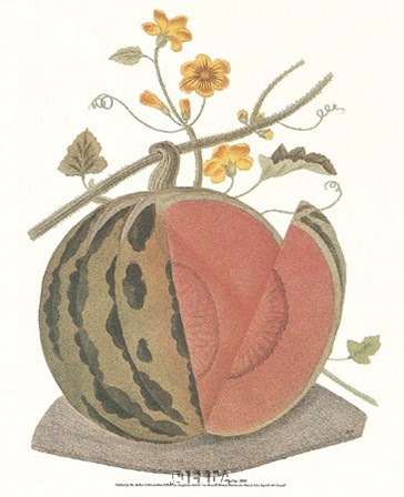 Melon - Watermelon by C. Brookshaw art print