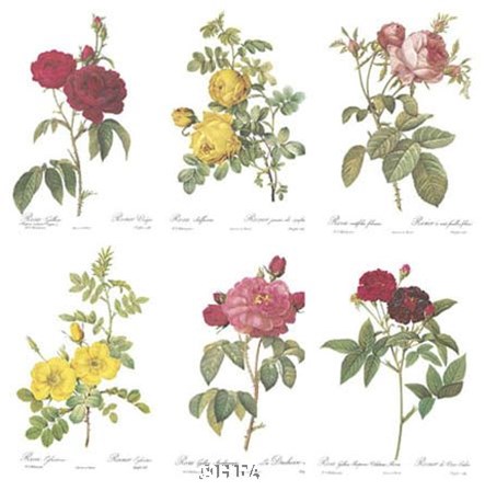 Roses (Set of Six) by Pierre-Joseph Redoute art print