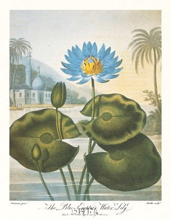 The Blue Egyptian Water-Lily by Robert John Thornton art print