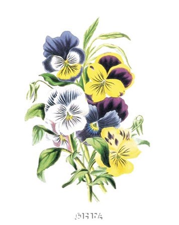 Flowers (Untitled) - Bouquet of Pansies by Louise Anne Twarmley art print