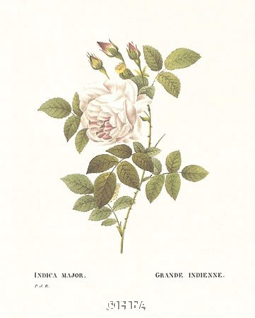 Roses III by Pierre-Joseph Redoute art print