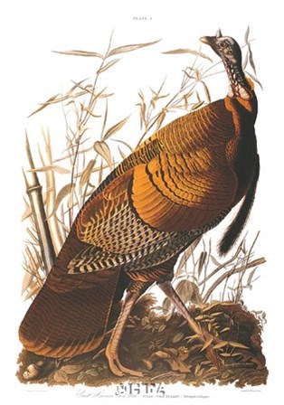 Wild Turkey by John James Audubon art print