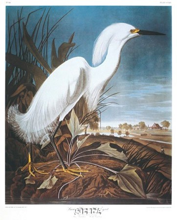 Snowy Heron or White Egret by John James Audubon art print