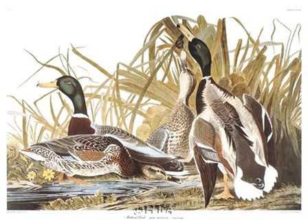 Mallard Duck by John James Audubon art print