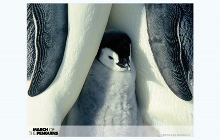 March of the Penguins Baby with Parents art print