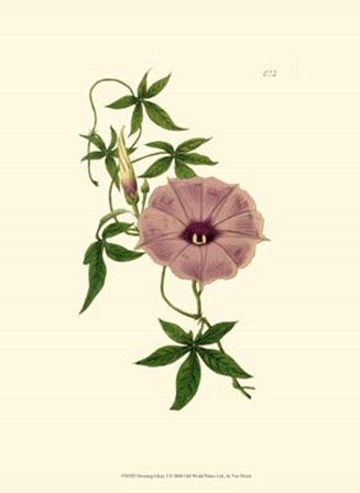 Morning Glory I by Francois Van Houtte art print