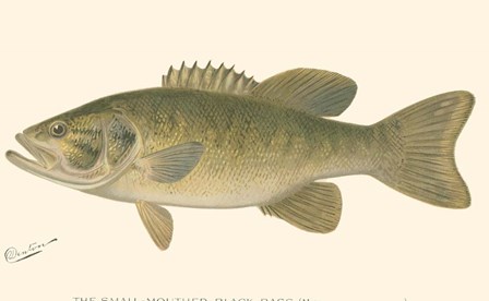 Small-mouthed Black Bass by Denton art print
