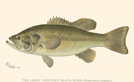 Large-mouthed Black Bass by Denton art print