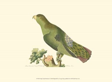 Purple-tailed Parrakeet by George Shaw art print