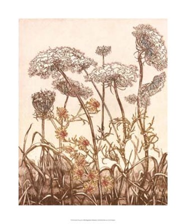 Field of Lace II by B. Dauman art print
