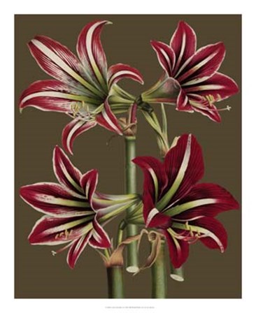 Lush Amaryllis I by Ludwig Van Houtte art print