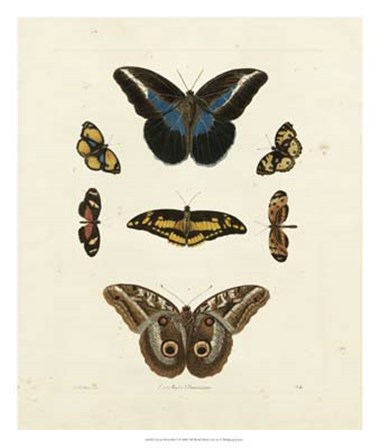 Butterflies I by George Wolfgang Knorr art print
