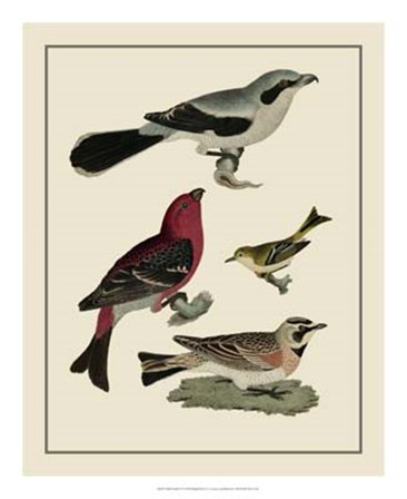 Bird Family II by A. Lawson art print