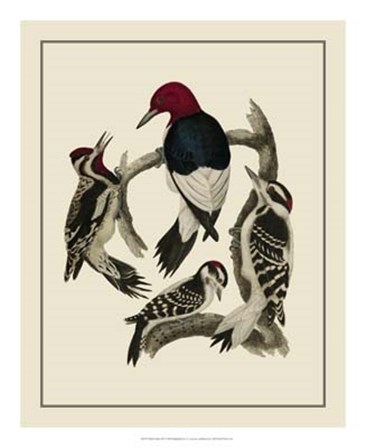 Bird Family III by A. Lawson art print
