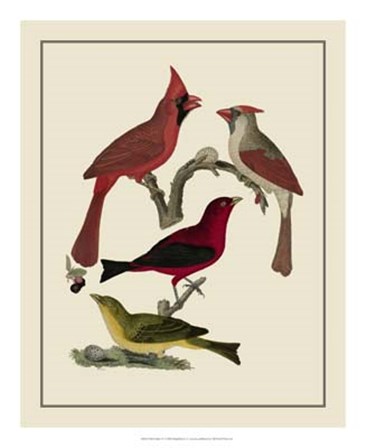 Bird Family IV by A. Lawson art print