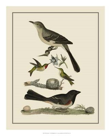 Bird Family V by A. Lawson art print
