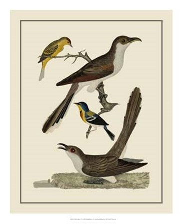 Bird Family VI by A. Lawson art print