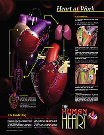 Heart At Work art print