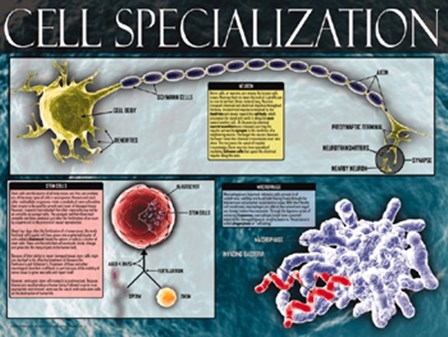 Cell Specialization art print