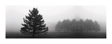 Misty Pines by Erin Clark art print