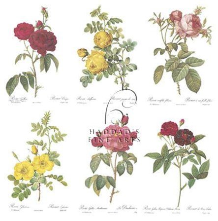 Roses (Set of Six) by Pierre-Joseph Redoute art print