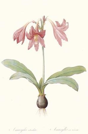 Amaryllis Reticulata by Pierre-Joseph Redoute art print