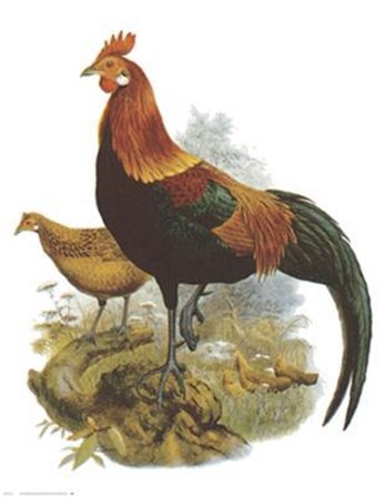 Rooster II art print