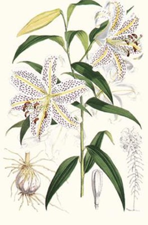 Lilium Auratum by Georg Dionysius Ehret art print