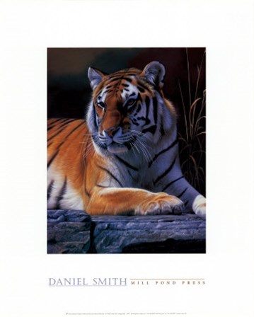 Bengal Tiger by Daniel Smith art print