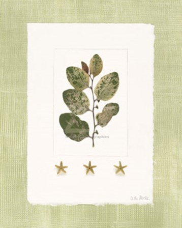Starfish Botanical IV by Leslie Mueller art print