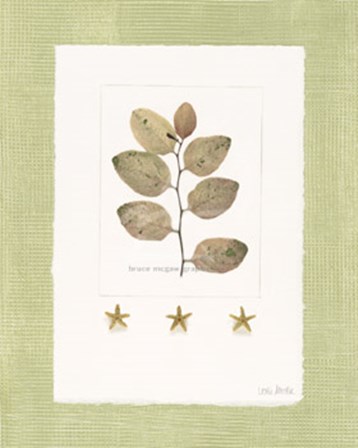 Starfish Botanical III by Leslie Mueller art print