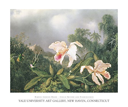 Jungle Orchids and Hummingbirds by Martin Johnson Heade art print