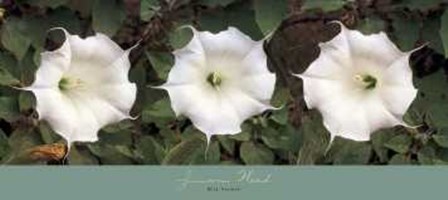 Jimson Weed by Kalman art print