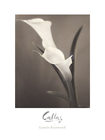 Callas by Laurie Eastwood art print