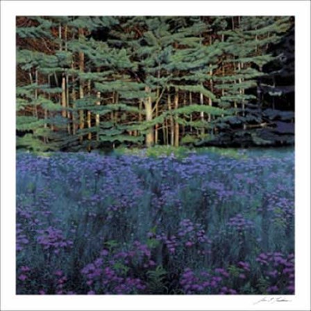 Shadowed Meadow, Sunlit Pines by Jon Friedman art print