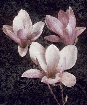Pink Magnolias II by John Seba art print