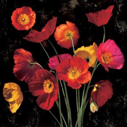 Poppy Bouquet II by John Seba art print