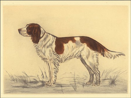 Hunting Dogs-Spaniel by Andres Collot art print