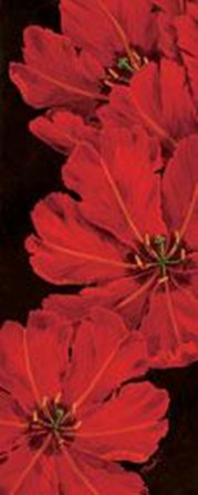 Bella Grande Tulips - Mini by Paul Brent art print