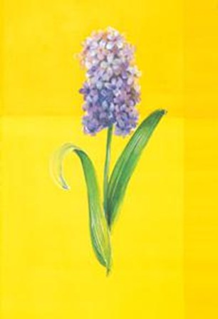 Flower On Yellow by Paul Hargittai art print