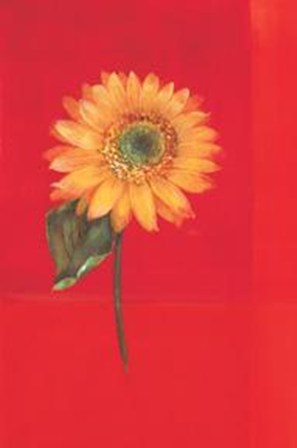 Flower On Red by Paul Hargittai art print