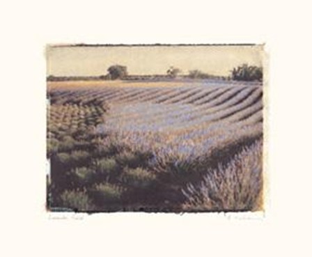 Lavender Field by Amy Melious art print