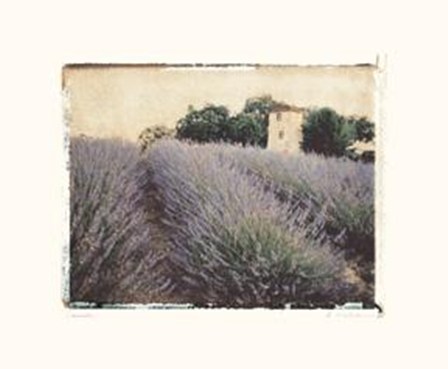 Lavender by Amy Melious art print