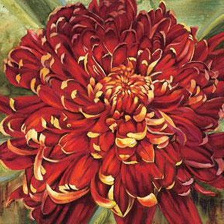 Chrysanthemum by Selina Werbelow art print