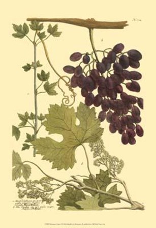 Grapes I by Johann Wilhelm Weinmann art print